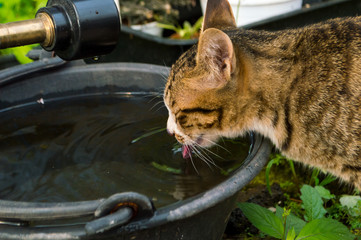 Cats eat water