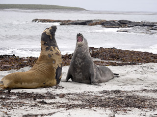 South males fighting Elephant Seal, Mirounga leonina, Cracas Island, Falkland Islands - Malvinas