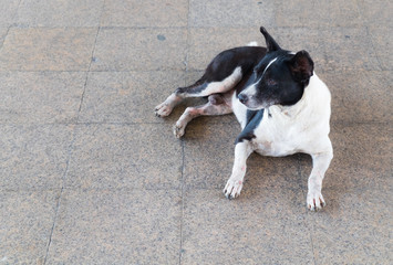 Stray dog.