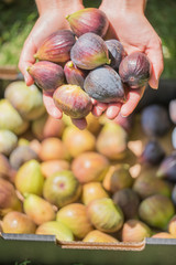 Hands Holding Fresh Picked Figs