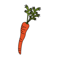 carrot vegetable icon image vector illustration design 