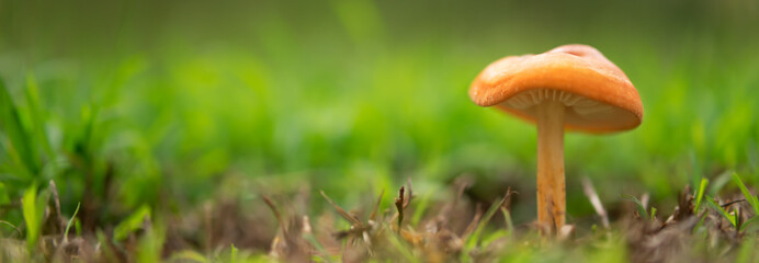 Orange mushroom landscape panorama