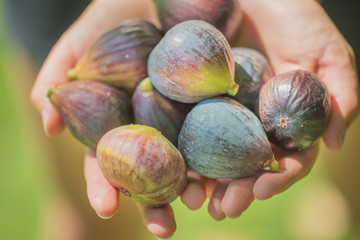 Hands Holding Fresh Picked Figs