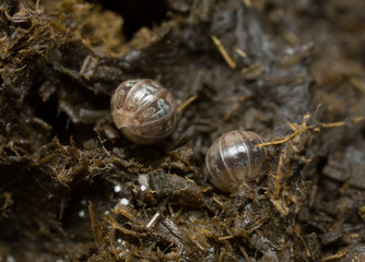 Armadillidiidae bugs in dung