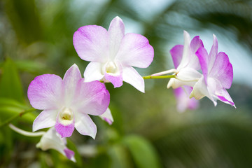 Beautiful blue and white orchid close up background.