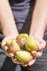 Hands Holding Fresh Picked Figs