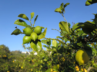 New fruit on Lemon tree