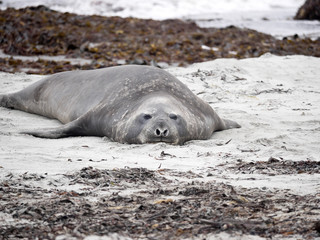 South Male Elephant Seal, Mirounga leonina, Sea Lion Island, Falkland  - Malvinas