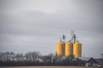 Obraz premium Yellow silos at a farm