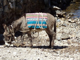 Donkeys  on an island isla del sol in bolivia