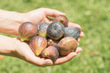 Hands Holding Fresh Picked Figs