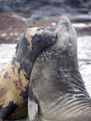South males fighting Elephant Seal, Mirounga leonina, Sea lion Island, Falkland - Malvinas