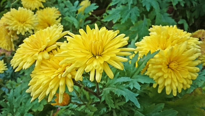 yellow dahlias