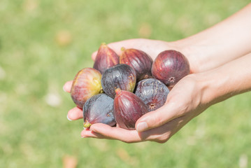 Hands Holding Fresh Picked Figs