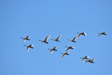 Swan se dirigeant vers le nord dans le ciel bleu