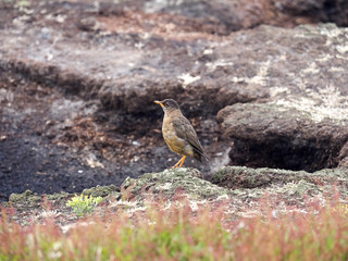 Falkland thrush, Turdus f. faclandii, is a local endemic species, Sea lion, Falklands / Malvinas