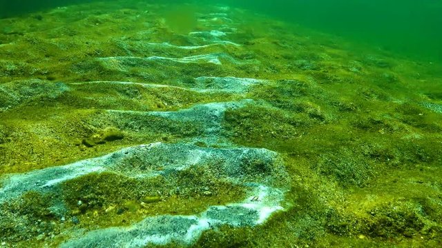 Ecology of the sea, pollution. Marine funge on the surface of sand, the Black Sea, Odessa Bay