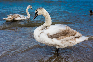 Łabędzie  © Pawel Gruntowicz
