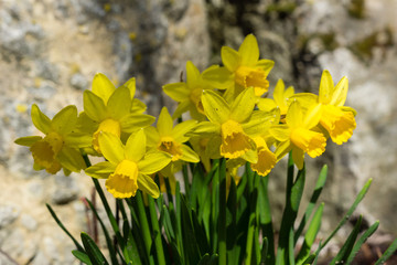 Narzissen