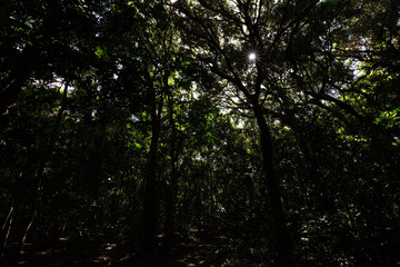 The sun shines through the tree tops into a dark jungle with towering trees.
