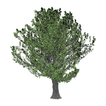 3D Rendering Oak Tree on White