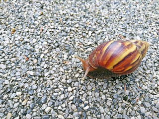 Snail is slowly climbing the concrete floor