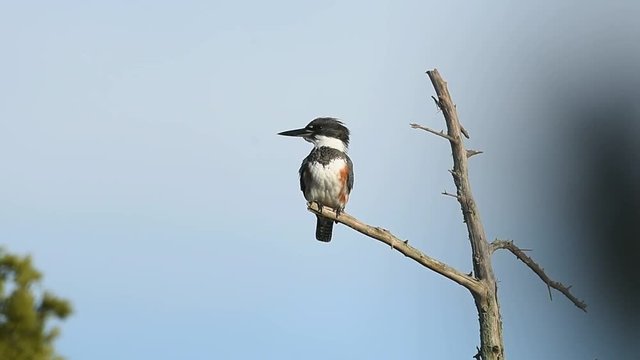 Belted Kingfisher in Tree