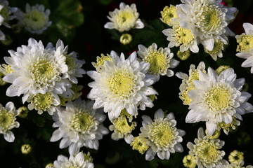 Yellow white Chrysanthemum flower