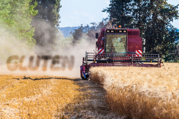 Fototapeta premium gluten et moissonneuse batteuse récoltant le blé 
