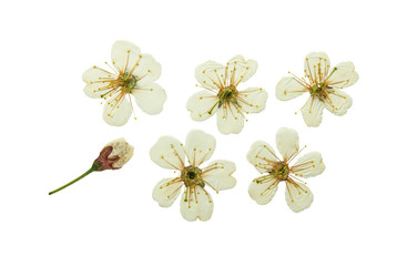 Pressed and dried flower cherry-tree. Isolated