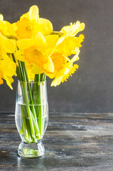 Spring concept with bright yellow daffodil flowers