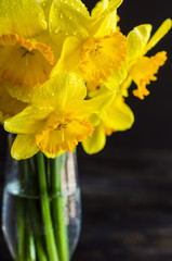 Naklejka na ściany i meble Spring concept with bright yellow daffodil flowers