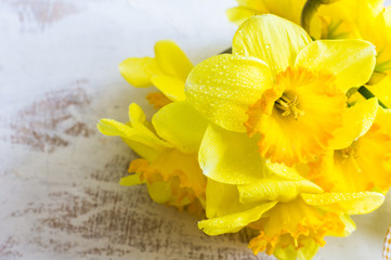 Spring concept with bright yellow daffodil flowers