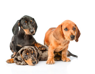 Group Dachshund puppies lying together. isolated on white background