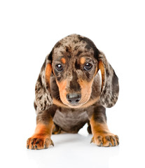 Brown spotted dachshund puppy sitting in front view. isolated on white background