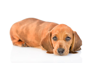 Sad dachshund puppy looking at camera. isolated on white background