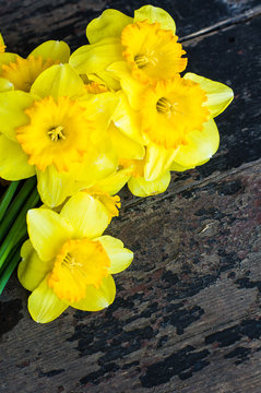 Spring concept with bright yellow daffodil flowers