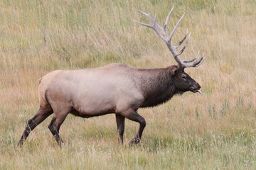 Majestic Bull Elk