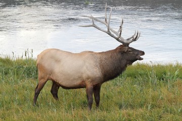 Naklejka na ściany i meble Majestic Bull Elk