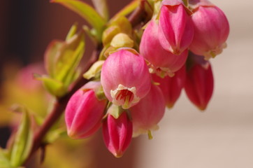 Fototapeta na wymiar ブルーベリーの花