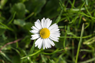Fototapeta premium Gänseblümchen