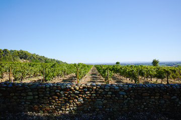 Vineyards in chateau, Ch&acirc;teauneuf-du-Pape, France