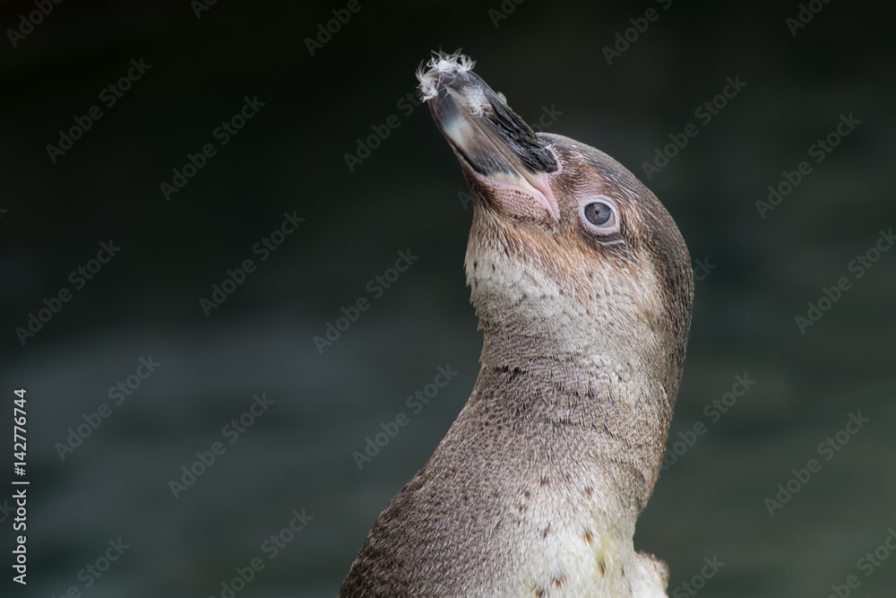 Poster a very close portrait of a humboldt penguin with feathers on beak looking up