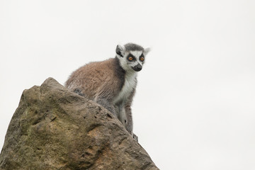 A ring tailed lemur sitting on a rock looking alert isolated against a white background © alan1951