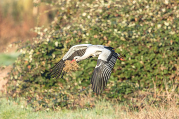 storch bei nestbau