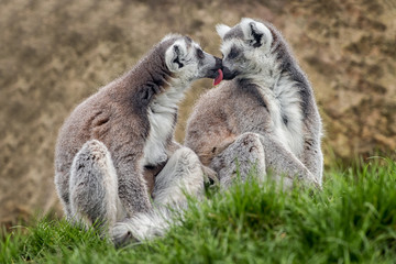 Naklejka na ściany i meble A pair of ring tailed lemurs sitting on grass one licking the other as if kissing