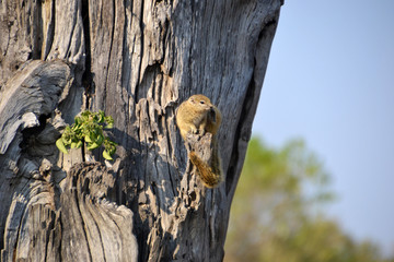 Obraz premium African Tree Squirrel