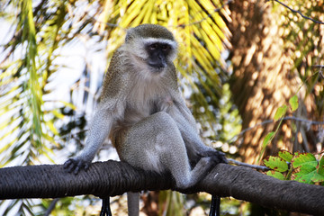  Malbrouck in Chobe National Park