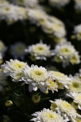 Obraz premium Chrysanthemum flower