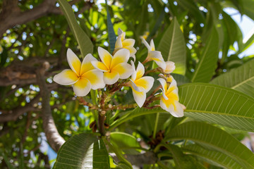 Blossoming plumaria (monoi) flowers.